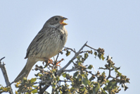Emberiza calandra